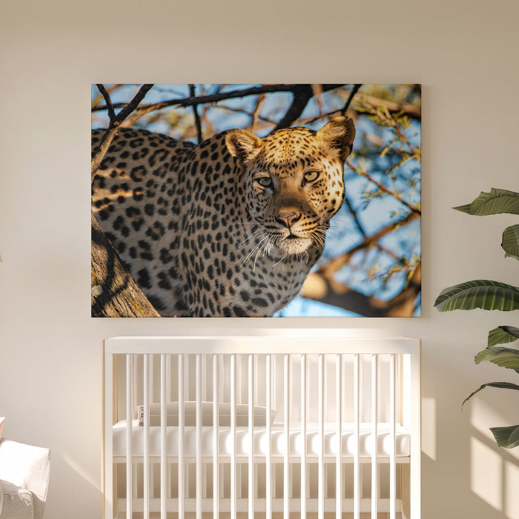 Leinwandbild Leopard Porträt - Wildtierfotografie Afrikanische Savanne - Wohnzimmer Wanddeko
