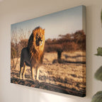 Leinwandbild Porträt König der Löwen - Naturfotografie Savannentiere - Wohnzimmer Wanddeko