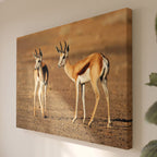 Leinwandbild Gazellenpaar - Wildtierfotografie Afrikanische Savanne - Natur-Innendekoration